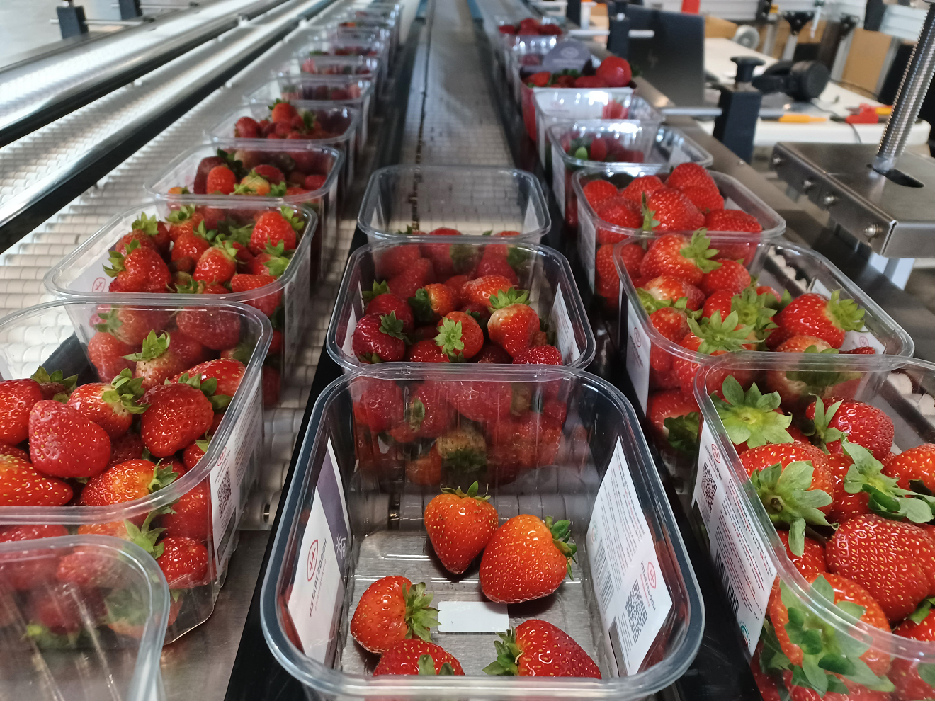 CLASSIFICATION ET ENREGISTREMENT DES BARQUETTES AUX FRAISES